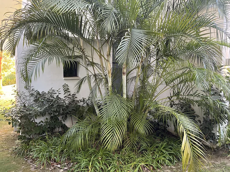Casa Estepona garden: view 2 from the photographic archive