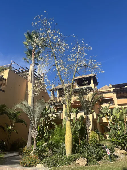 Jardín de Urb. San Pedro de Alcantara(Bahía Alcantara): vista 6 del archivo fotográfico